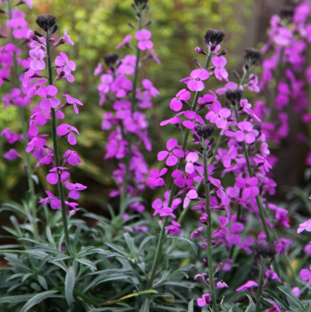 Purple Pink Linifolium Flower seeds for Planting - Perfect for Borders, Heirloom & GMO Free Seeds for Home Garden