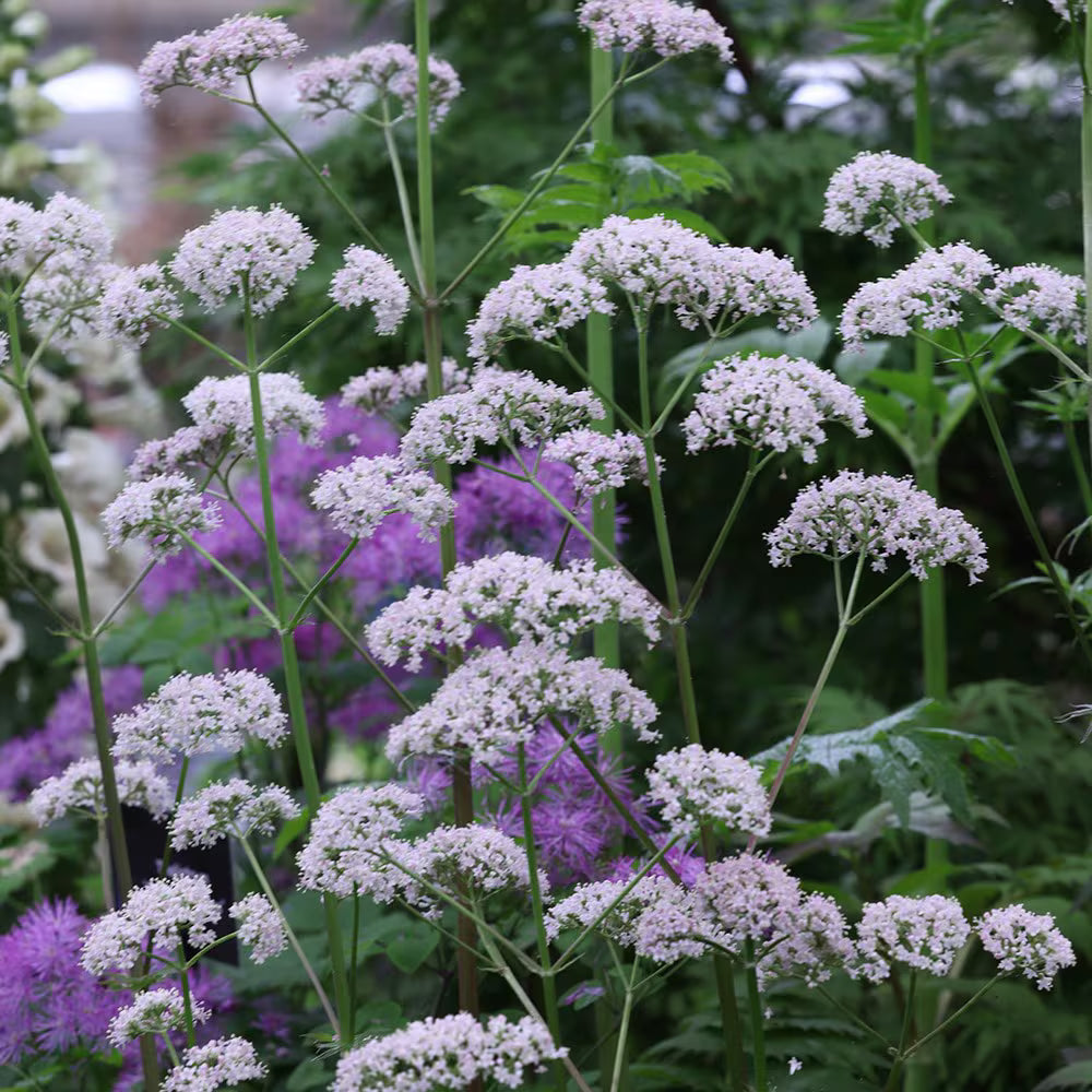 Chaerophyllum Flower seeds for Planting - Easy to Grow, Heirloom & GMO Free Seeds for Home Garden
