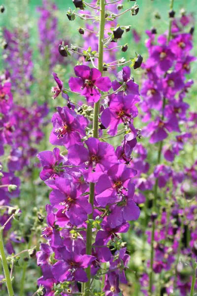 Purple Mullein Flower seeds for Planting - Pollinator Friendly, Heirloom & GMO Free Seeds for Home Garden