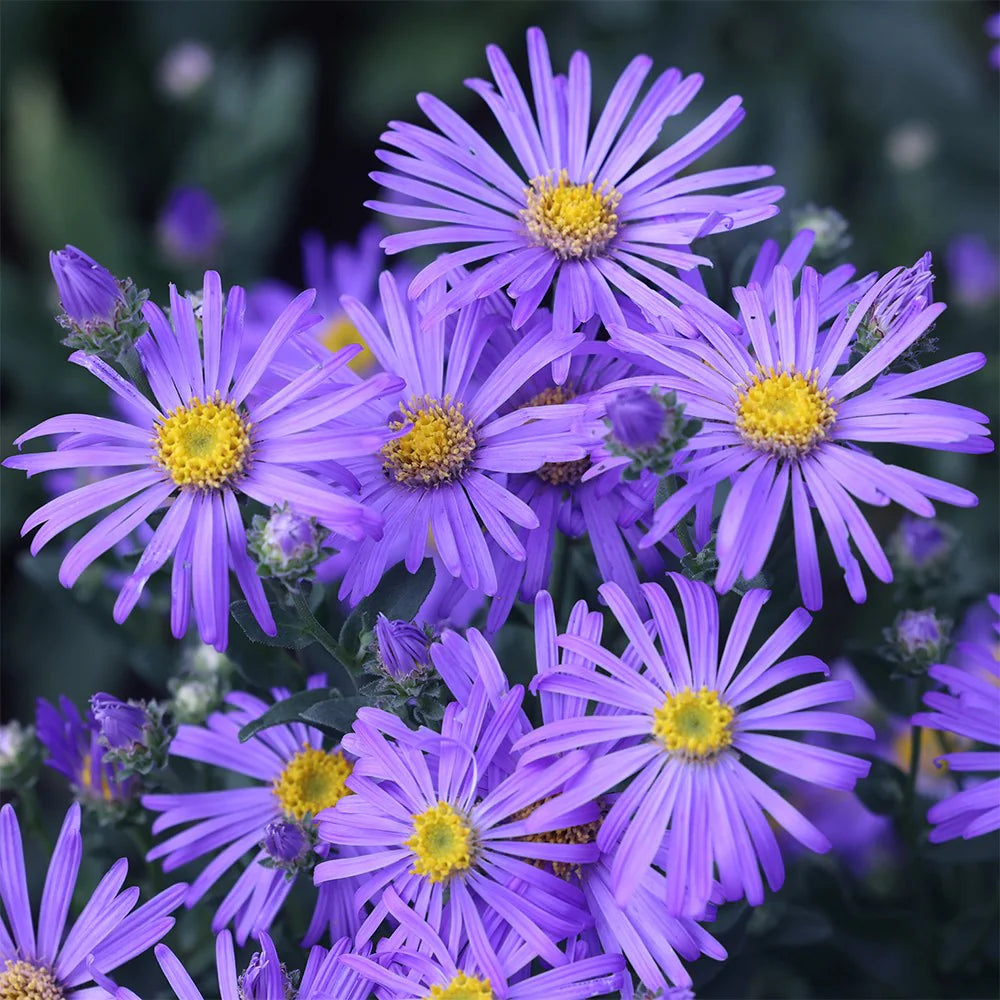 Blue Brachycome Flower seeds for Planting - Shade Tolerant, Heirloom & GMO Free Seeds for Home Garden