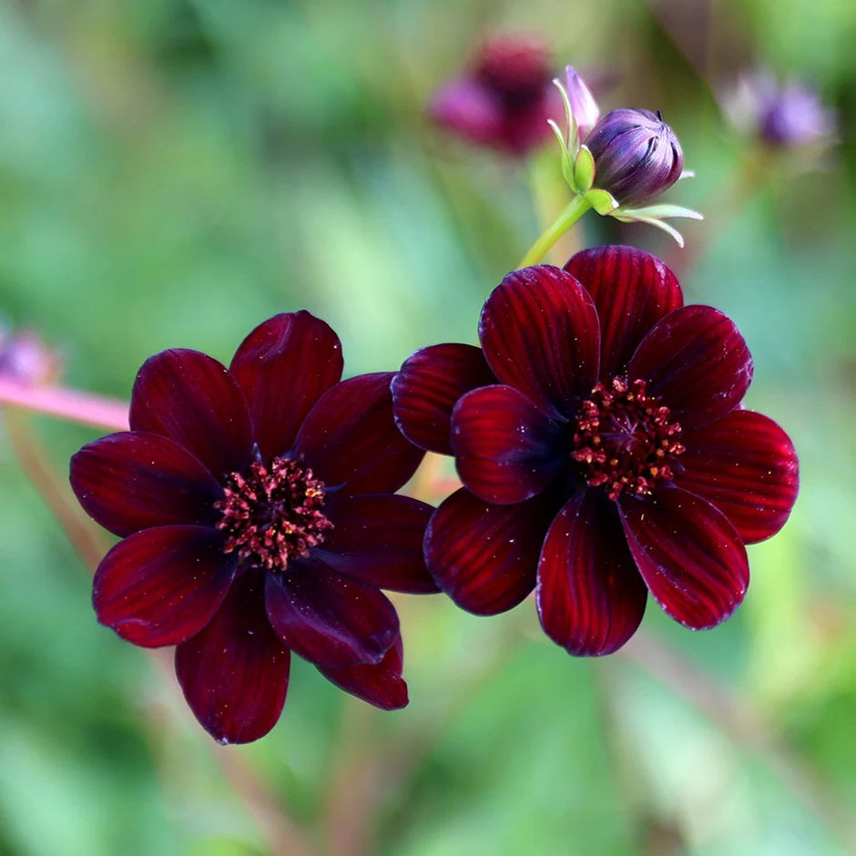 Marron Atrosanguineus Flower seeds for Planting - Hardy Variety, Heirloom & GMO Free Seeds for Home Garden