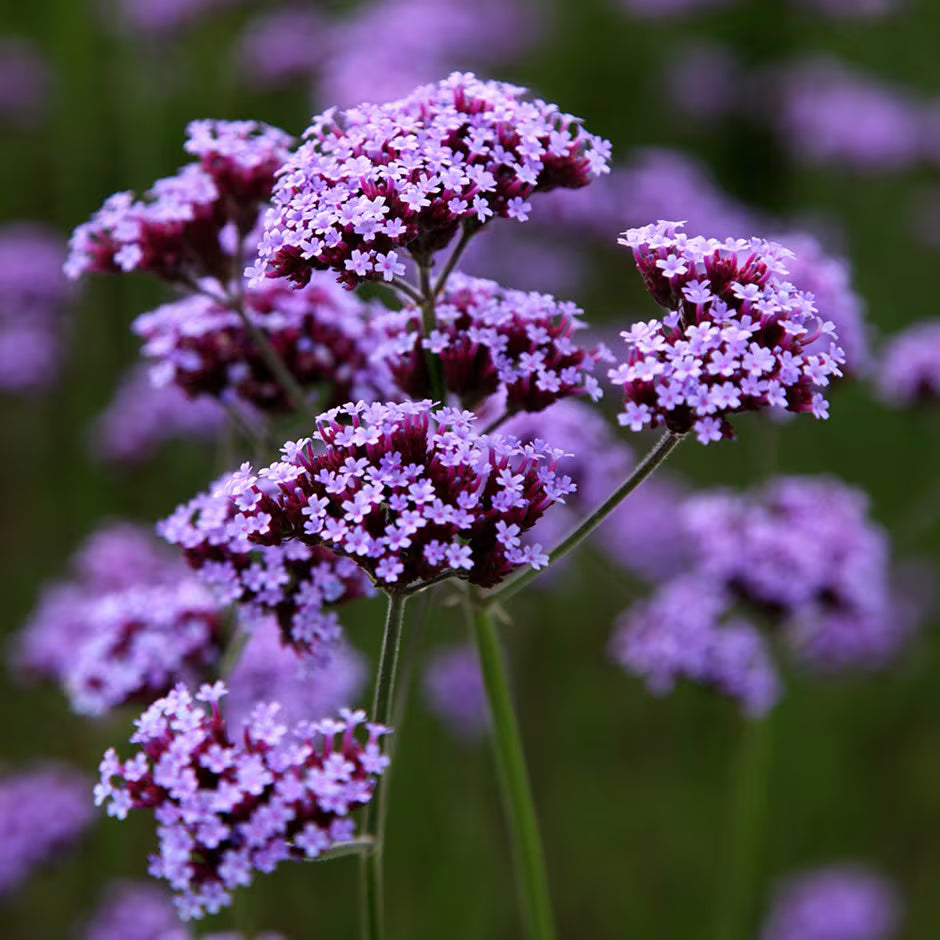 Verbena Flower seeds for Planting - Perfect for Borders, Heirloom & GMO Free Seeds for Home Garden