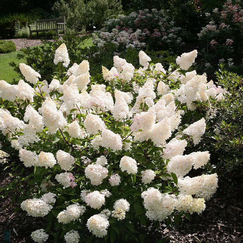 White Vanilla Fraise Flower seeds for Planting - Cottage Garden Essential, Heirloom & GMO Free Seeds for Home Garden