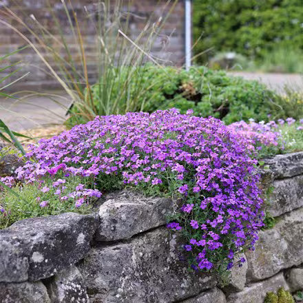Blue Aubrieta Flower seeds for Planting - Wildflower Mix, Heirloom & GMO Free Seeds for Home Garden