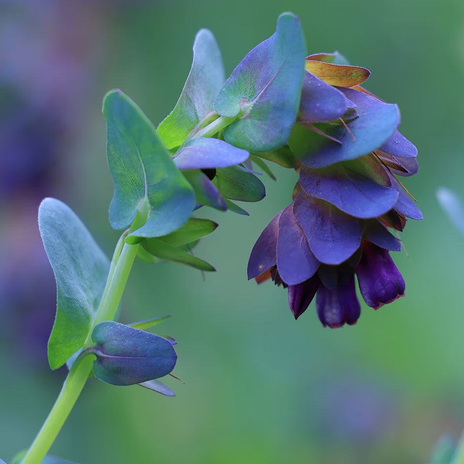 Blue Honeywort Flower seeds for Planting - Long Bloom Season, Heirloom & GMO Free Seeds for Home Garden