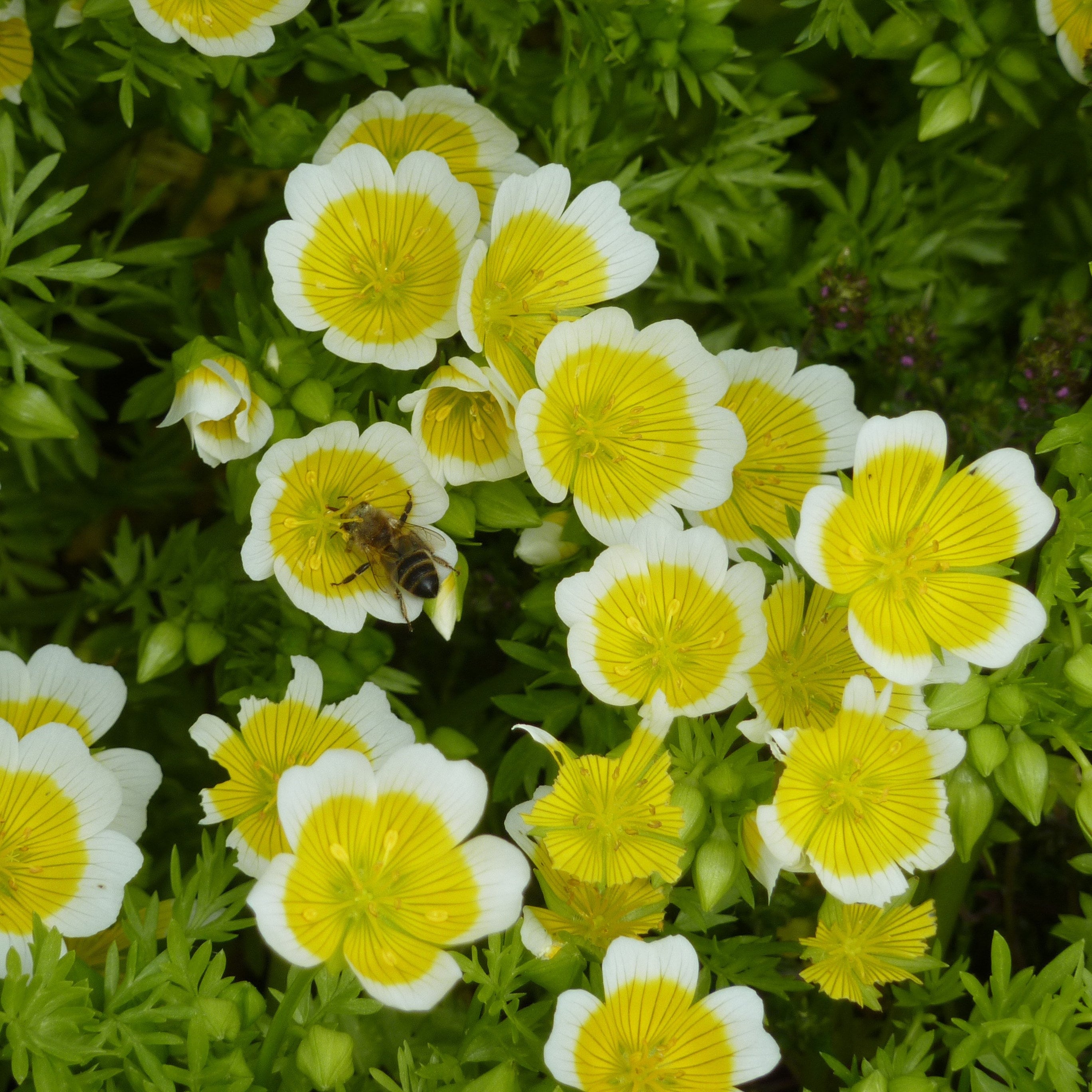 White Yellow Limnanthes Douglasii Flower seeds for Planting - Seasonal Bloomer, Heirloom & GMO Free Seeds for Home Garde