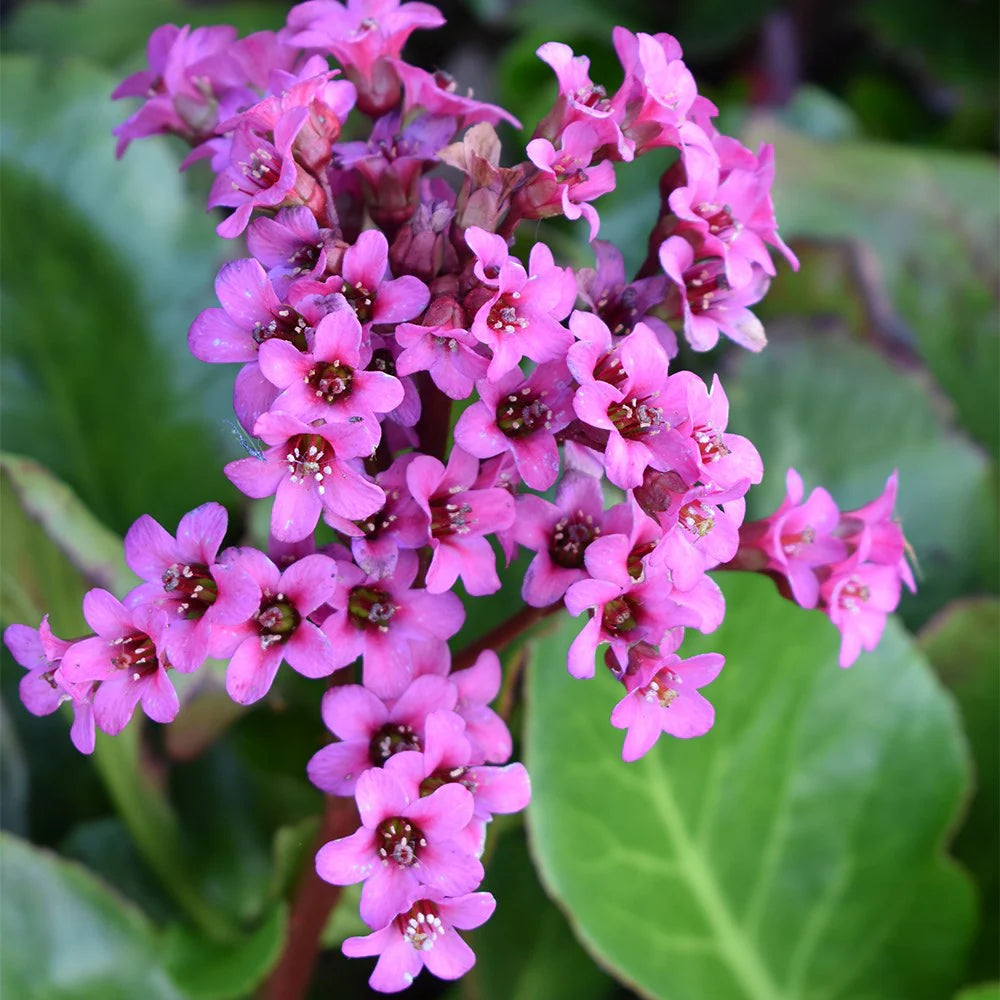 Cordifolia Flower seeds for Planting - Pollinator Friendly, Heirloom & GMO Free Seeds for Home Garden