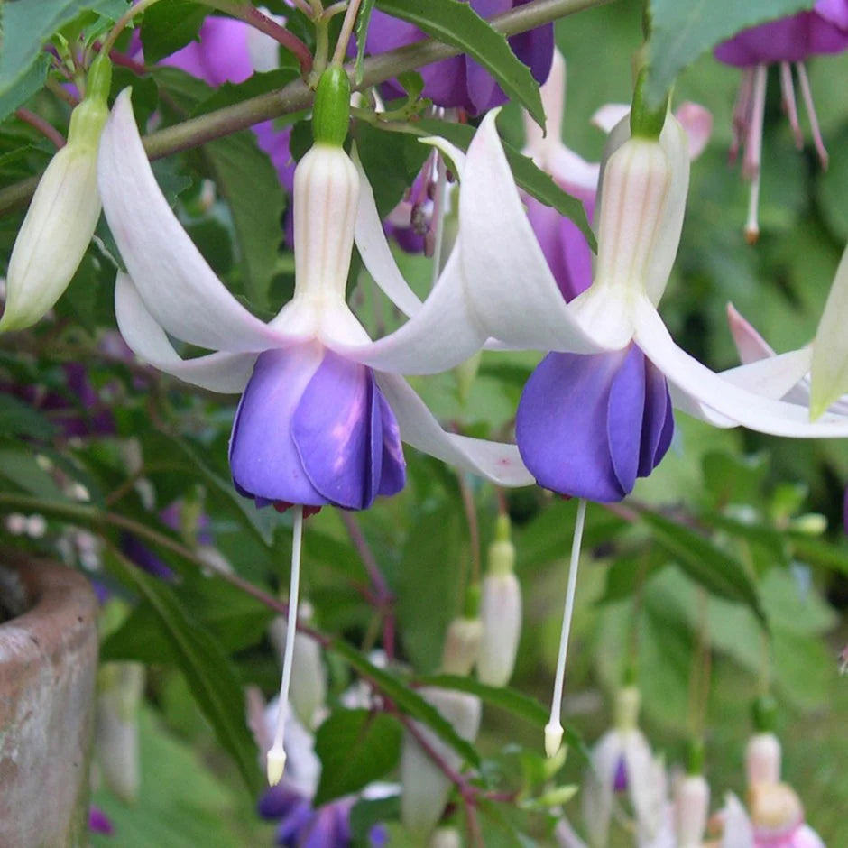 Blue Fuchsia Flower seeds for Planting - Vibrant Colors, Heirloom & GMO Free Seeds for Home Garden
