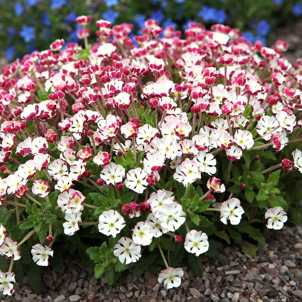 White Pink Zaluzianskya Flower Seeds - Flower seeds for Planting - Vibrant Colors, Heirloom & GMO Free Seeds for Home Ga