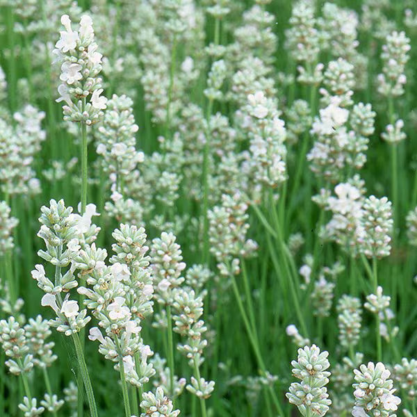 White Provence Lavender Flower seeds for Planting - Drought Tolerant, Heirloom & GMO Free Seeds for Home Garden