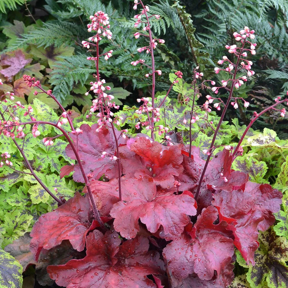 Baby Pink Heuchera Flower seeds for Planting Fragrant Blossoms Heirloom & GMO Free Seeds for Home Garden
Sale