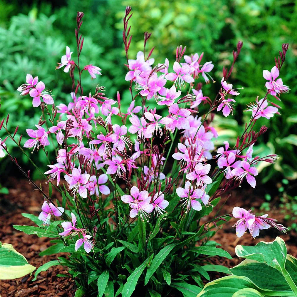 Pink Gaura Flower seeds for Planting - Cottage Garden Essential, Heirloom & GMO Free Seeds for Home Garden