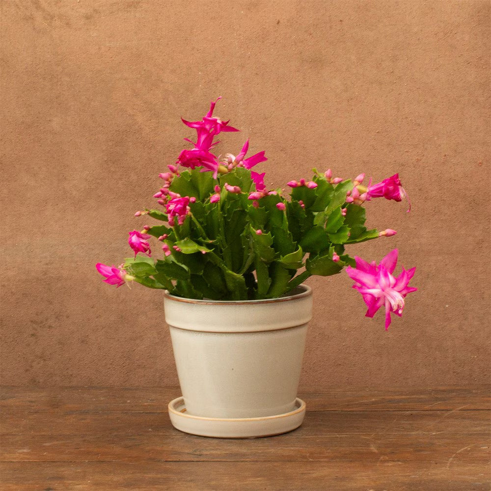 Violet Schlumbergera Flower seeds for Planting - Garden Favorite, Heirloom & GMO Free Seeds for Home Garden