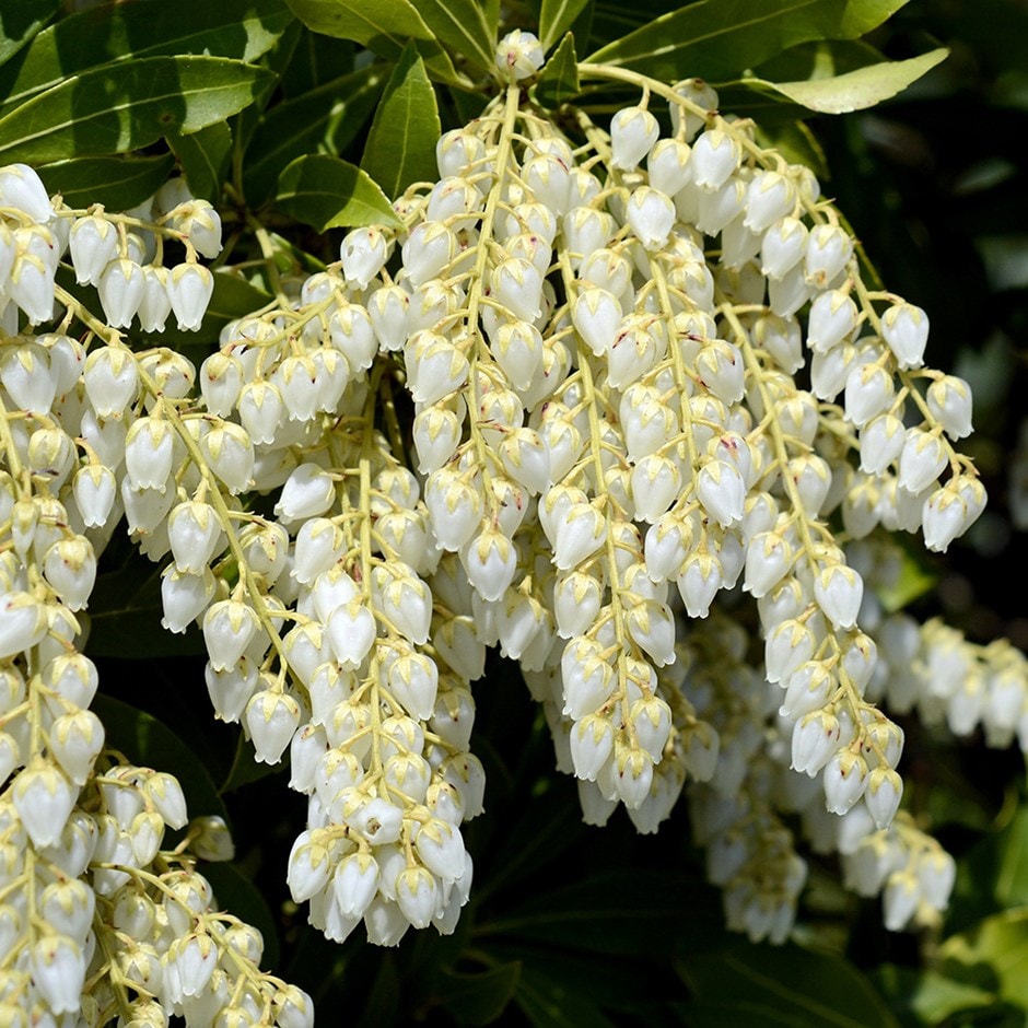 Pieris Japonica Flower seeds blooming in flower beds, containers, borders, and pollinator-friendly gardens