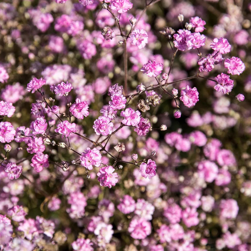 Rose Pink Gypsophila Paniculata Flower Seeds for Planting Drought Tolerant Heirloom & GMO Free Seeds for Home Garden
Sale