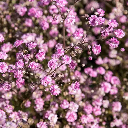 Pink Gypsophila Flower seeds for Planting - Premium Quality, Heirloom & GMO Free Seeds for Home Garden