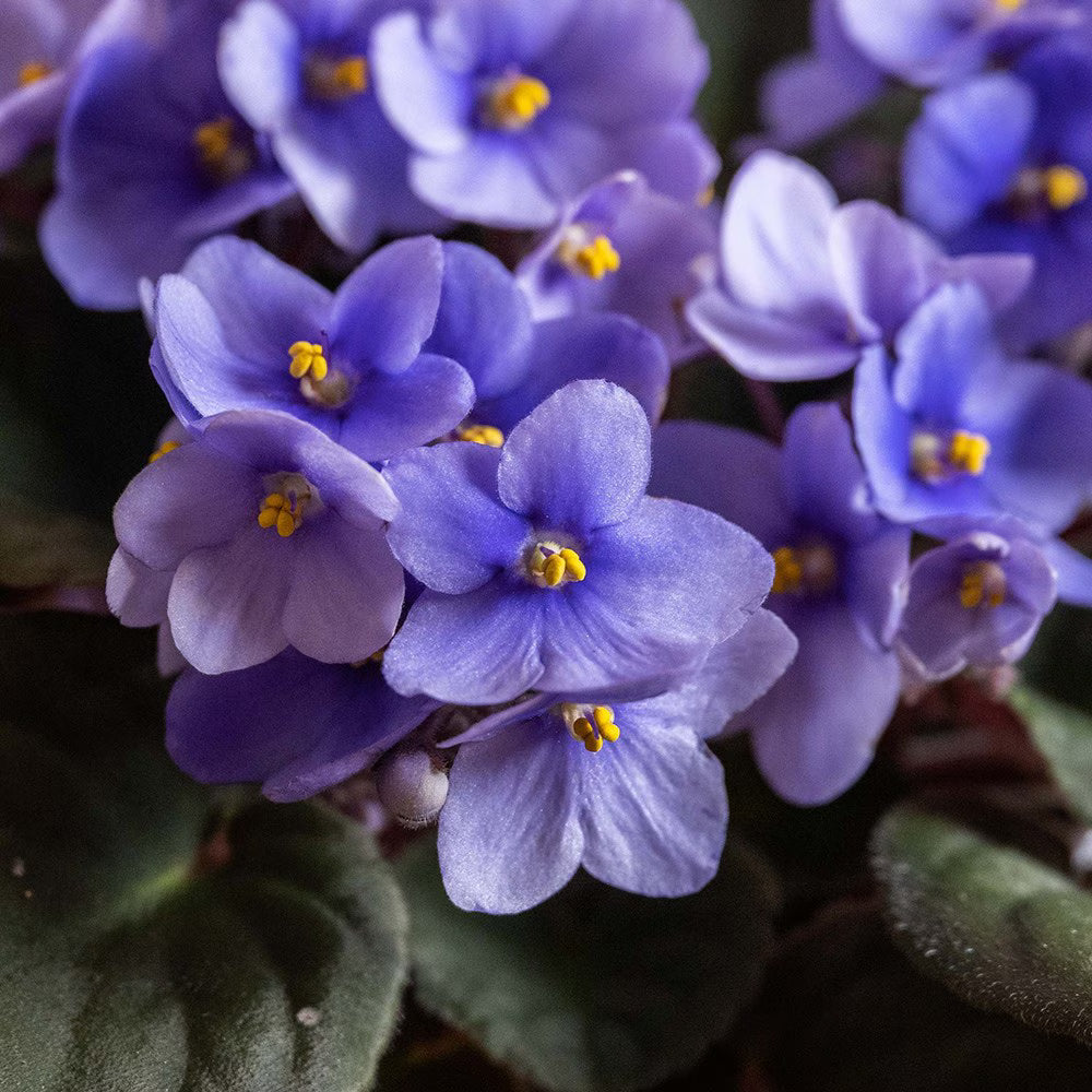 Sky Blue Saintpaulia Flower seeds for Planting - Easy to Grow, Heirloom & GMO Free Seeds for Home Garden