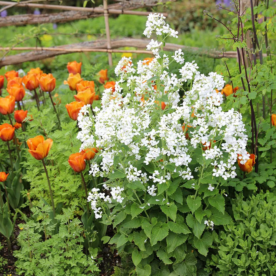 White Lunaria Rediviva Flower seeds for Planting - Premium Quality, Heirloom & GMO Free Seeds for Home Garden