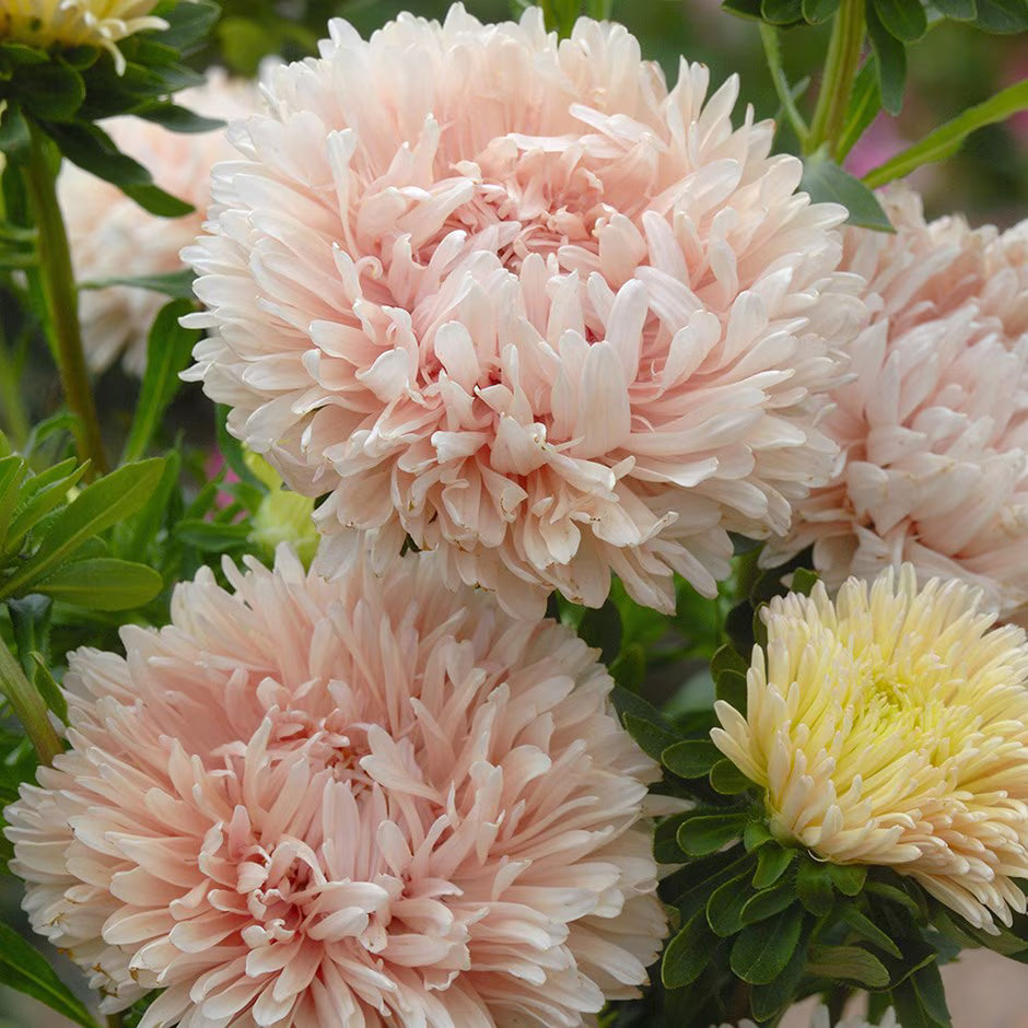 White Orange China Aster Flower Seeds for Planting Bright Blooms Heirloom & GMO Free Seeds for Home Garden
Sale