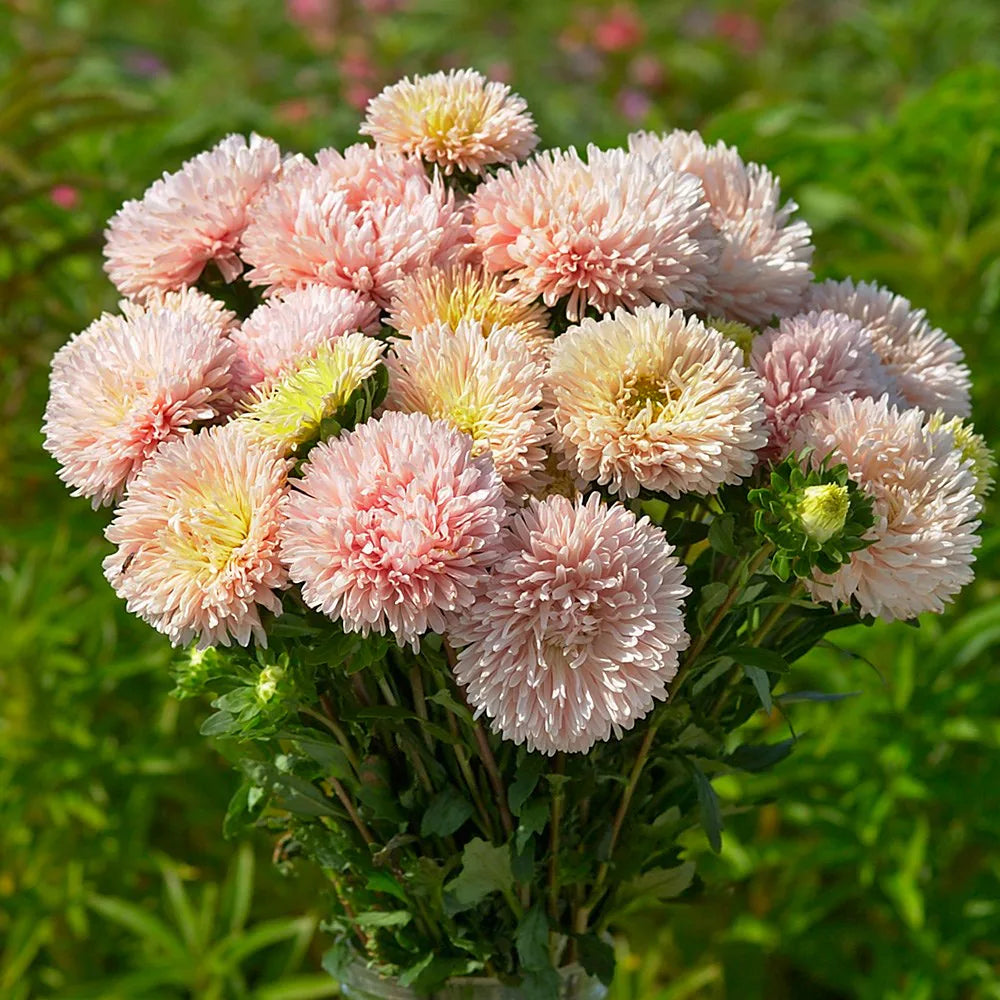 White Orange China Aster Flower Seeds for Planting Bright Blooms Heirloom & GMO Free Seeds for Home Garden
Sale