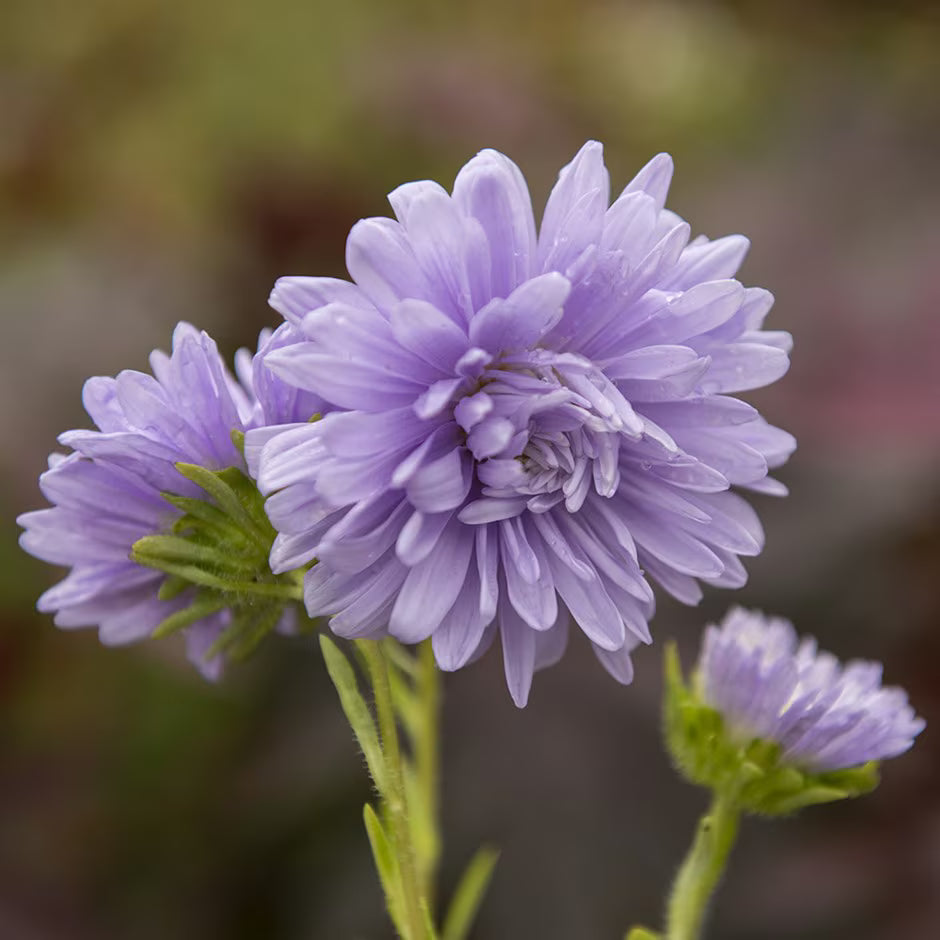 Light Purple China Aster Flower Seeds for Planting Colorful Display Heirloom & GMO Free Seeds for Home Garden
Sale