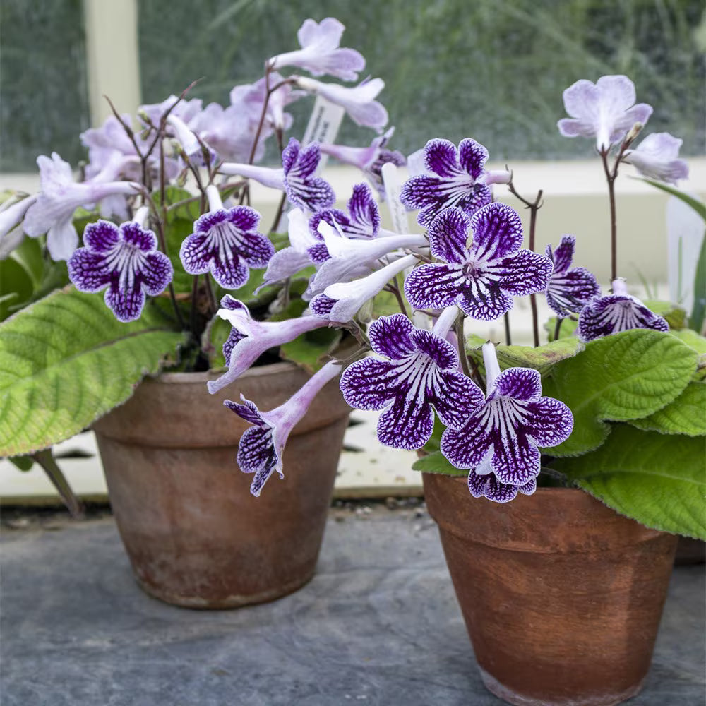 Cape Primrose Seeds for Planting Vibrant Flower Seeds for Your Garden Heirloom Non-GMO Seeds