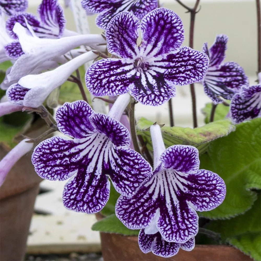 Streptocarpus Flower seeds for Planting - Low Maintenance, Heirloom & GMO Free Seeds for Home Garden