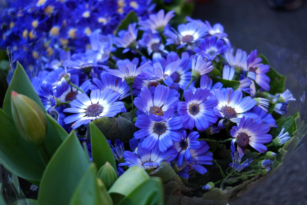 Blue Bellis Perennis Flower seeds for Planting - Hardy Variety, Heirloom & GMO Free Seeds for Home Garden