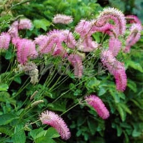 Pink Alaskan Burnet Flower seeds for Planting - Compact Growth, Heirloom & GMO Free Seeds for Home Garden