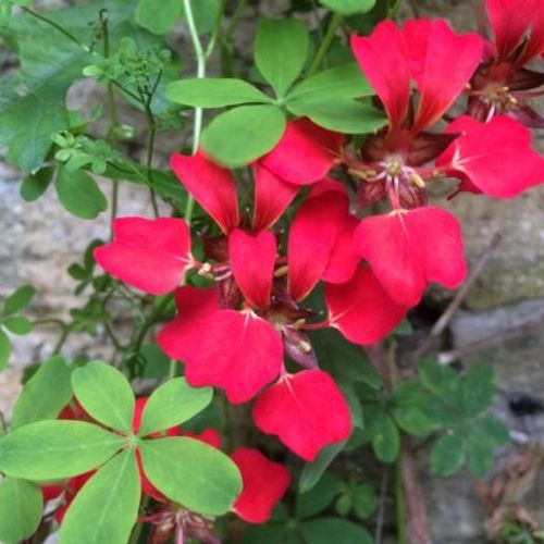 Heirloom Scottish Flame Flower seeds blooming in flower beds, containers, borders, and pollinator-friendly gardens