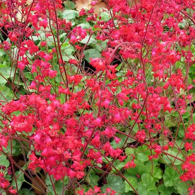 Pink Heuchera Flower seeds for Planting - Seasonal Bloomer, Heirloom & GMO Free Seeds for Home Garden