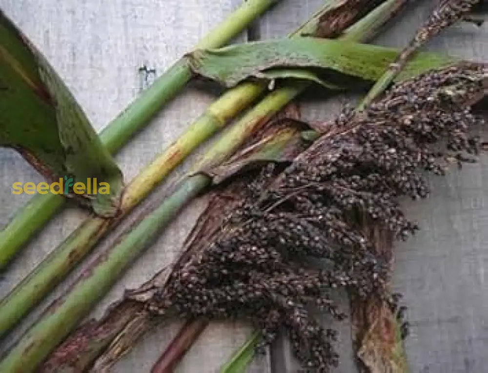 Planting Black Amber Sorghum Seeds Stunning Addition To Your Garden Plant Seeds