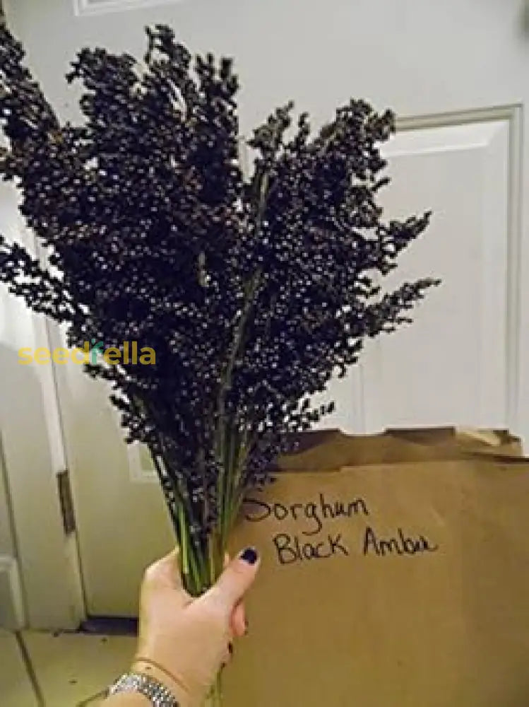 Planting Black Amber Sorghum Seeds Stunning Addition To Your Garden Plant Seeds