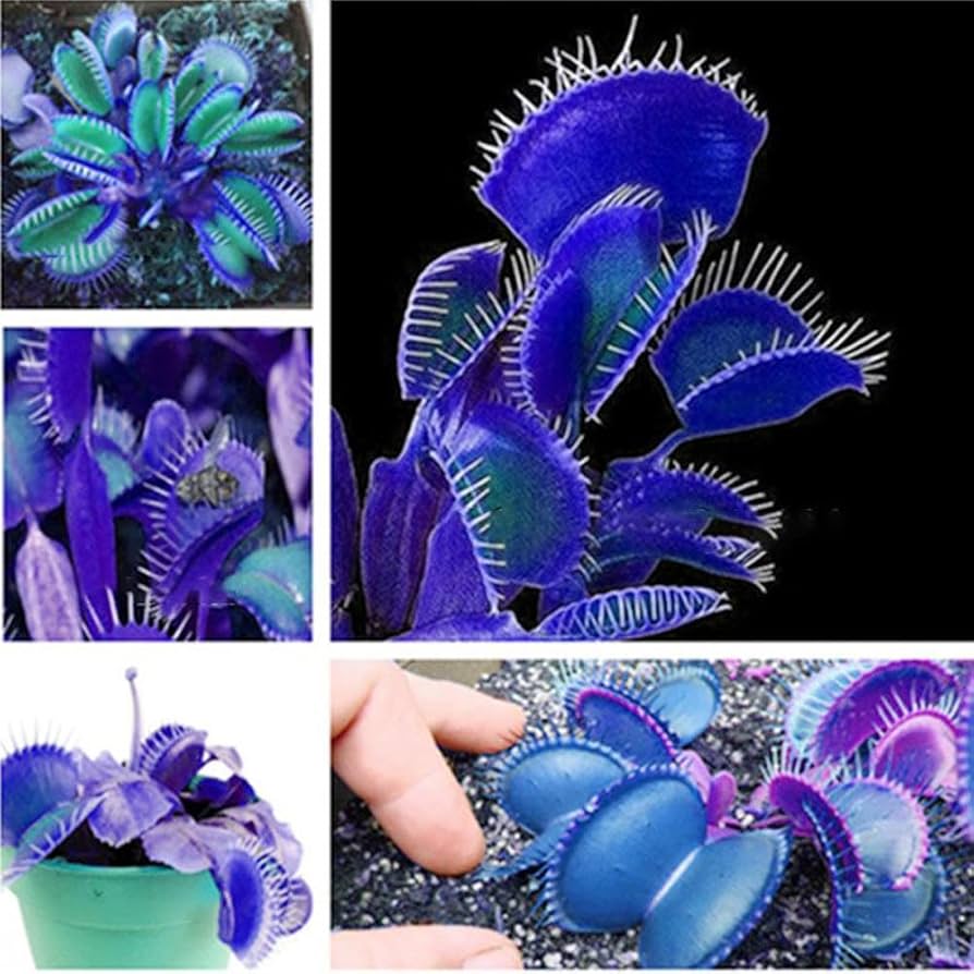 Planting blue green Venus Flytrap seeds in carnivorous soil mix