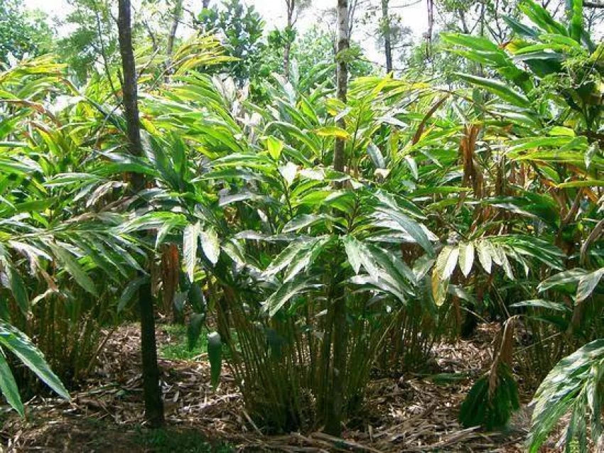 Planting green cardamom seeds in pots