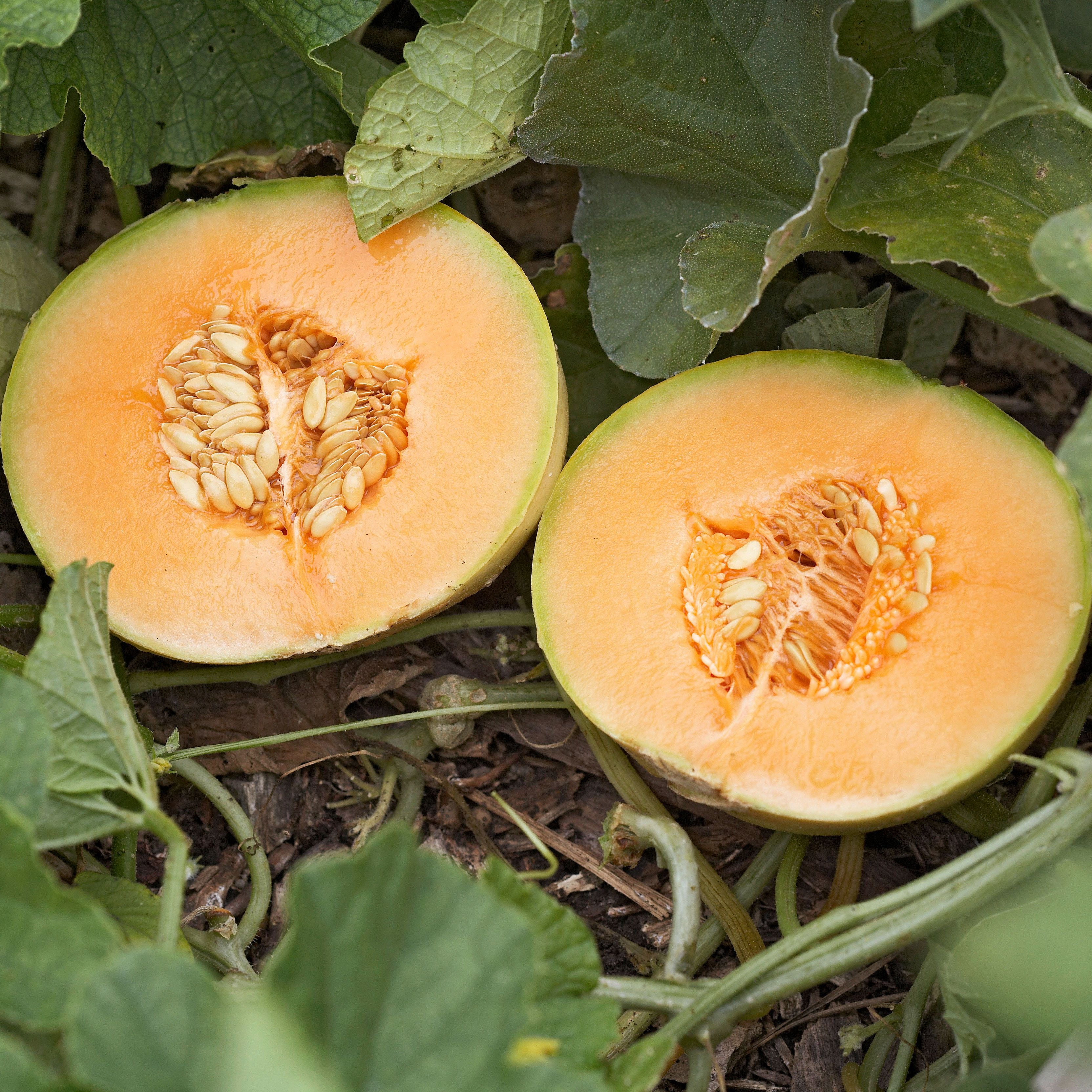 Planting light orange cantaloupe melon seeds in garden beds
