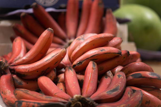 Planting maroon red banana seeds in warm garden soil