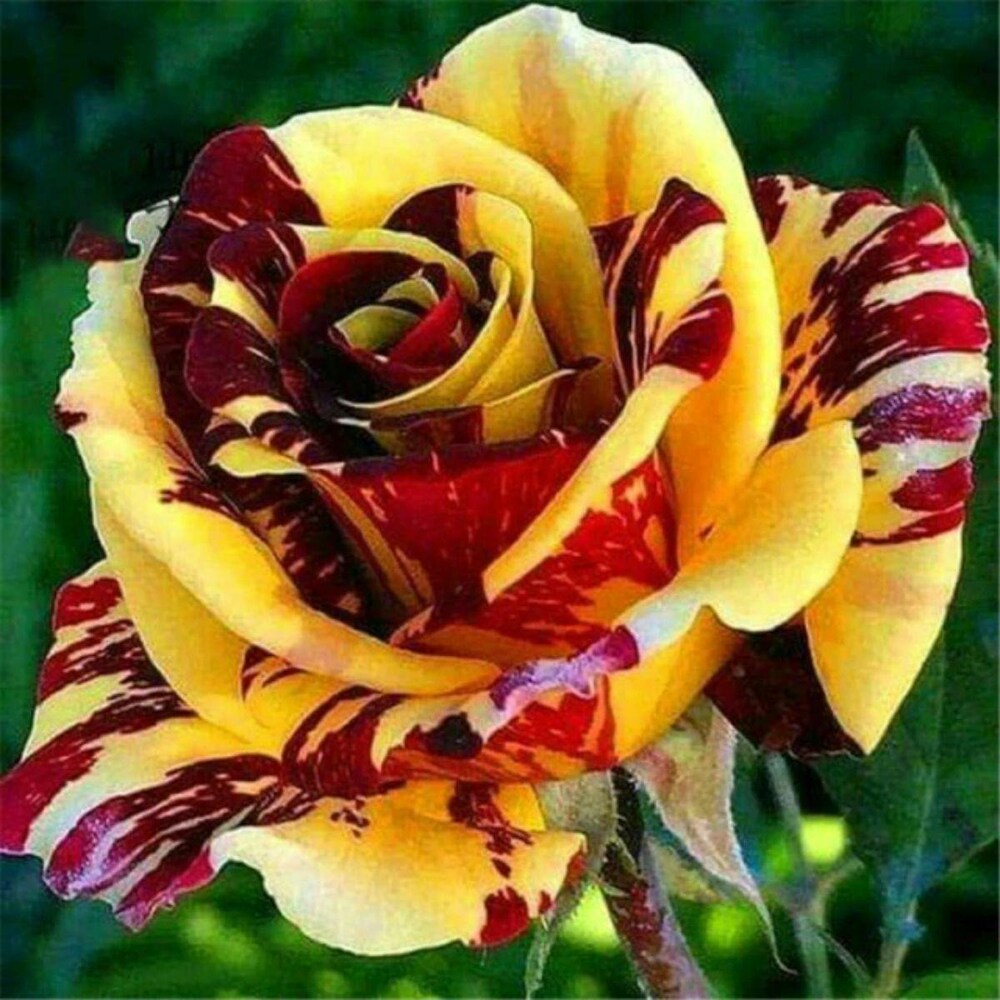 Planting red and yellow rose seeds in garden beds
