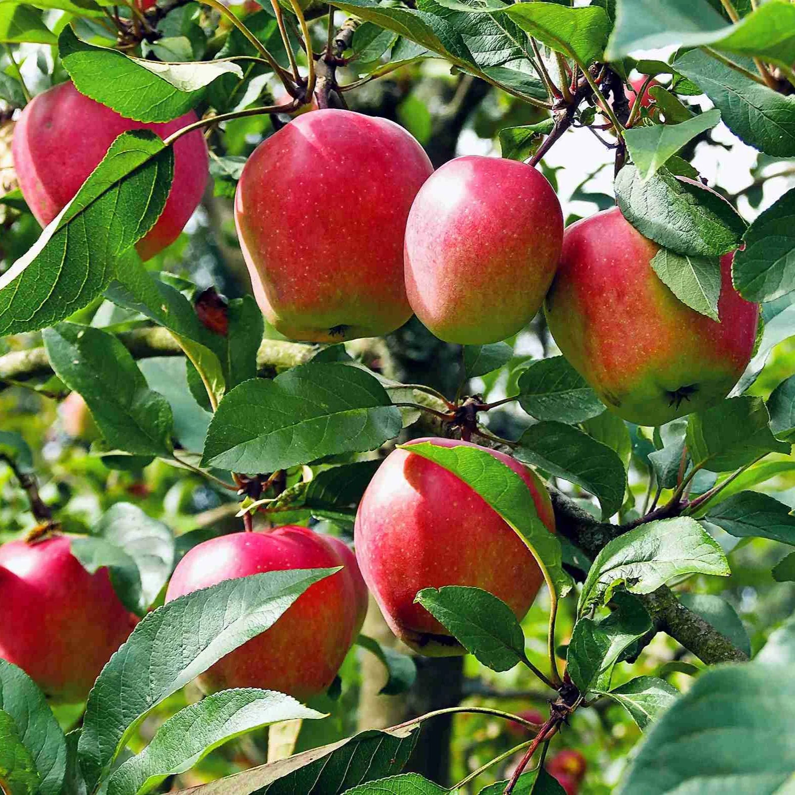 Apple Fruit Seeds for Planting - Red & Green Varieties