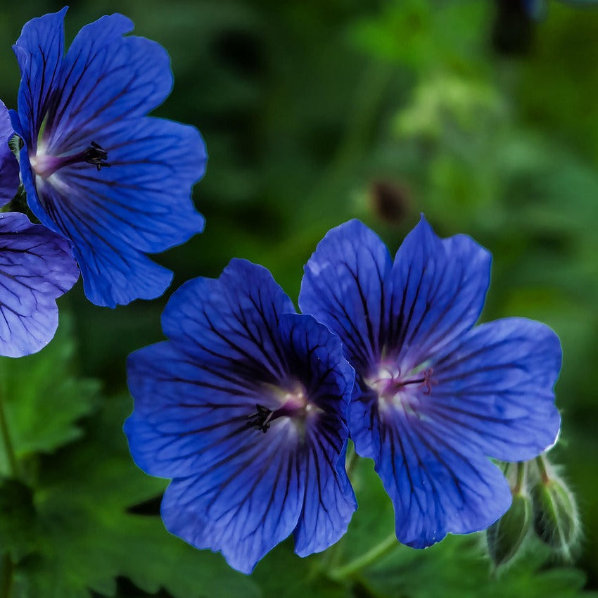 Navy Blue Geranium Flower Seeds for Planting Long Bloom Season Heirloom & GMO Free Seeds for Home Garden
Sale