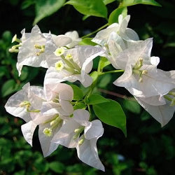 White Bougainvillea Flower Seeds for Vibrant Planting
