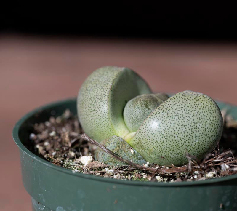 Pleiospilos Nelii Flower seeds for Planting - Cottage Garden Essential, Heirloom & GMO Free Seeds for Home Garden