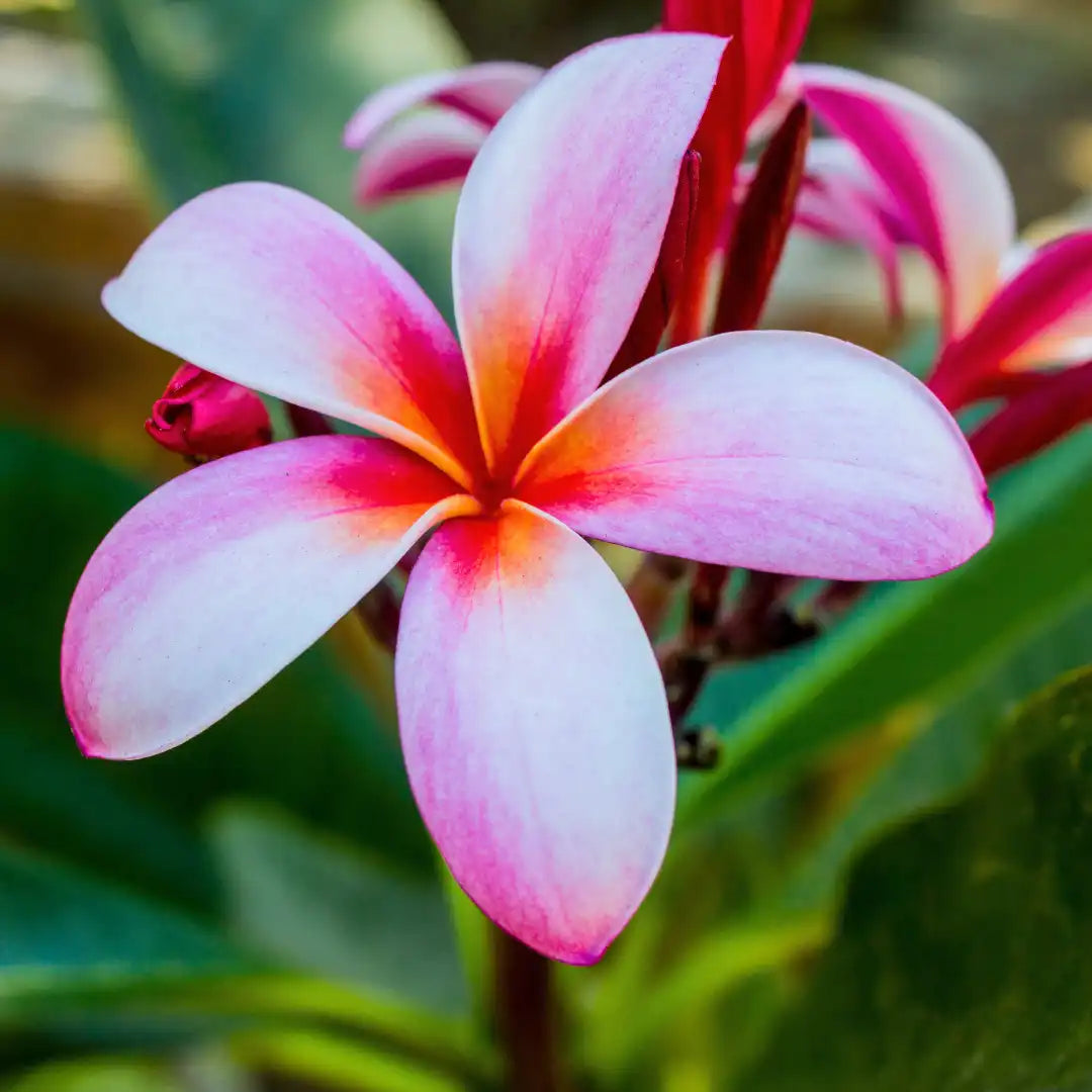 Pink & Yellow Egg Flower seeds for Planting - Low Maintenance, Heirloom & GMO Free Seeds for Home Garden