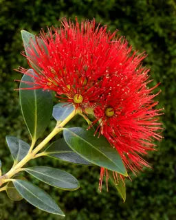 Red Pohutukawa Flower seeds for Planting - Seasonal Bloomer, Heirloom & GMO Free Seeds for Home Garden