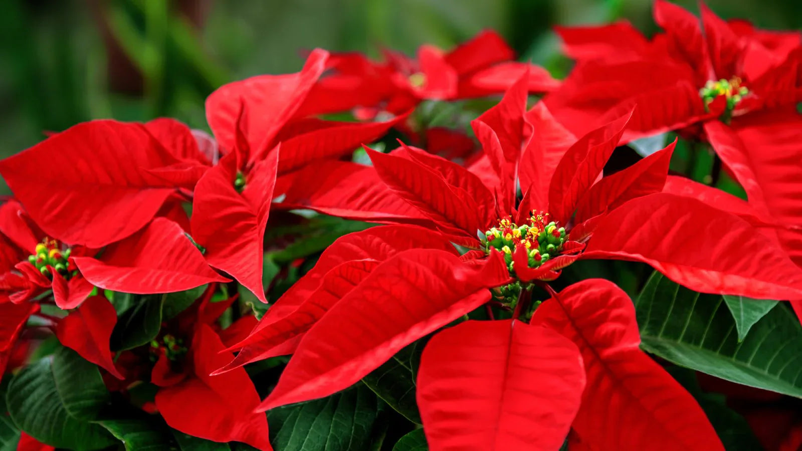 Easy to grow Poinsettia seeds for home gardens