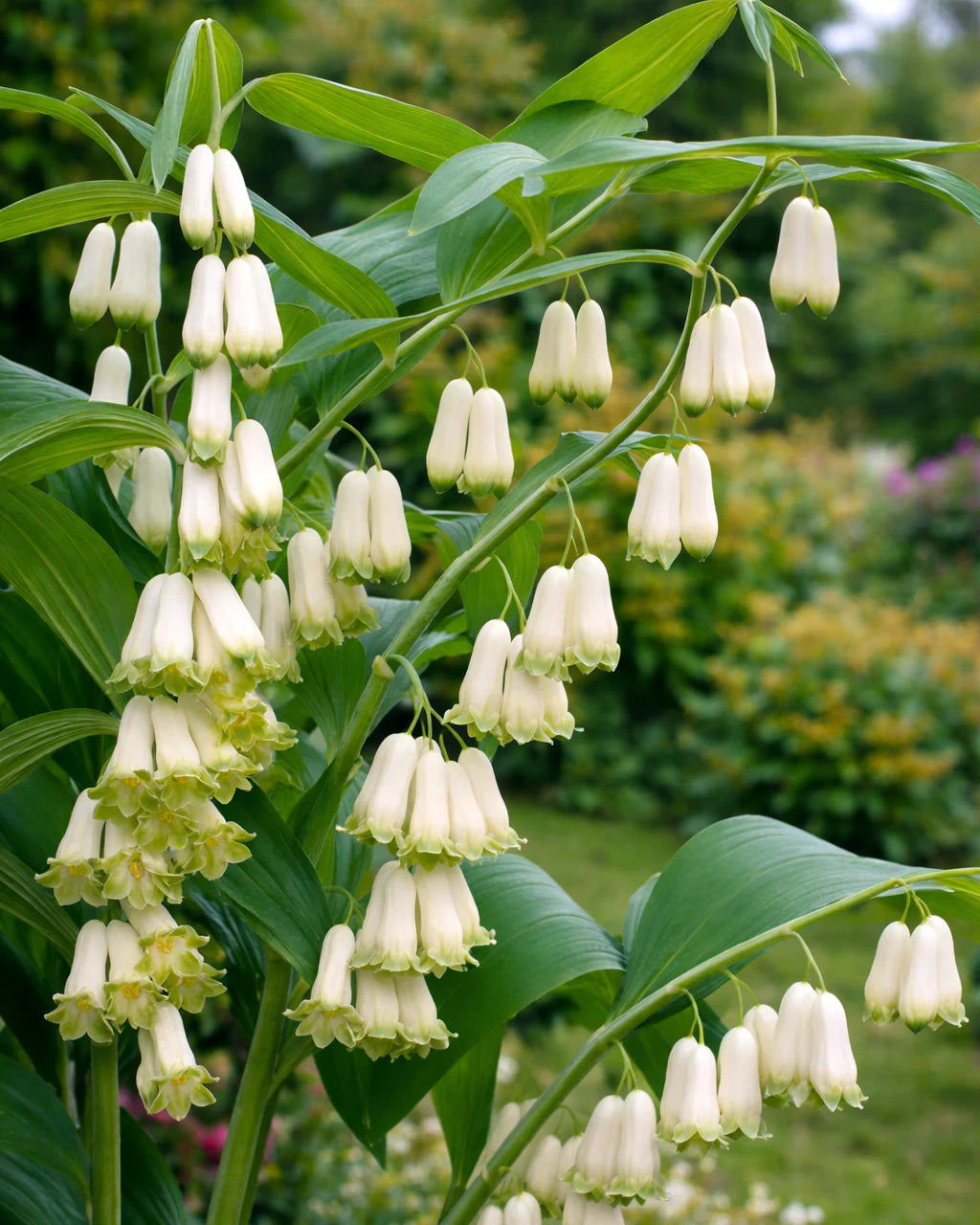 White Polygonatum Flower seeds for Planting - Perfect for Borders, Heirloom & GMO Free Seeds for Home Garden