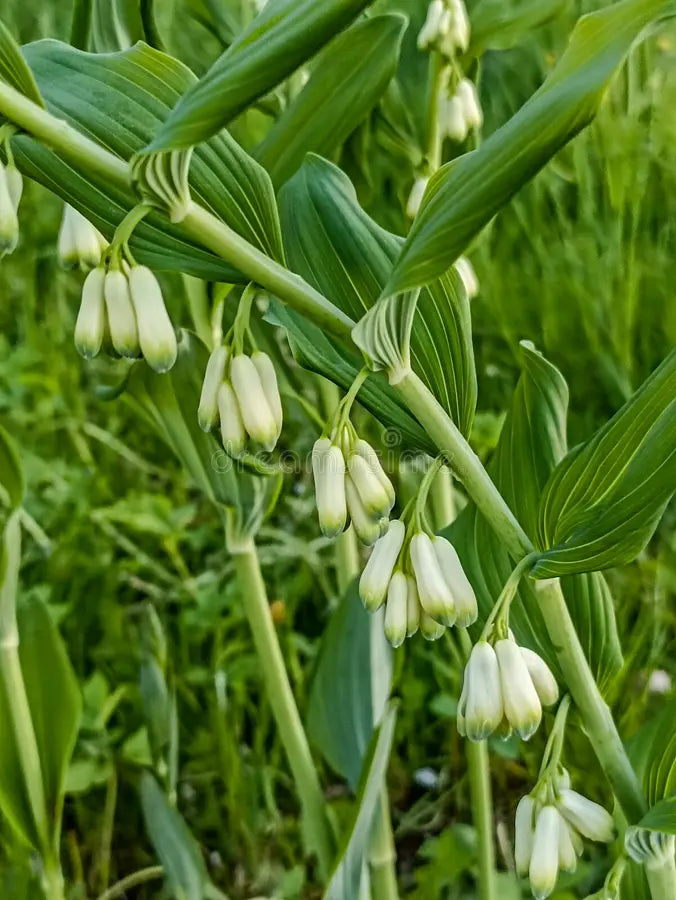 White Polygonatum Flower seeds for Planting - Perfect for Borders, Heirloom & GMO Free Seeds for Home Garden
