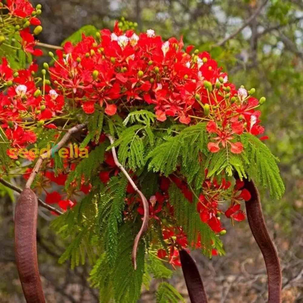 Ponciana Tree Planting Seeds Perfect For Outdoor Gardens Plant Seeds