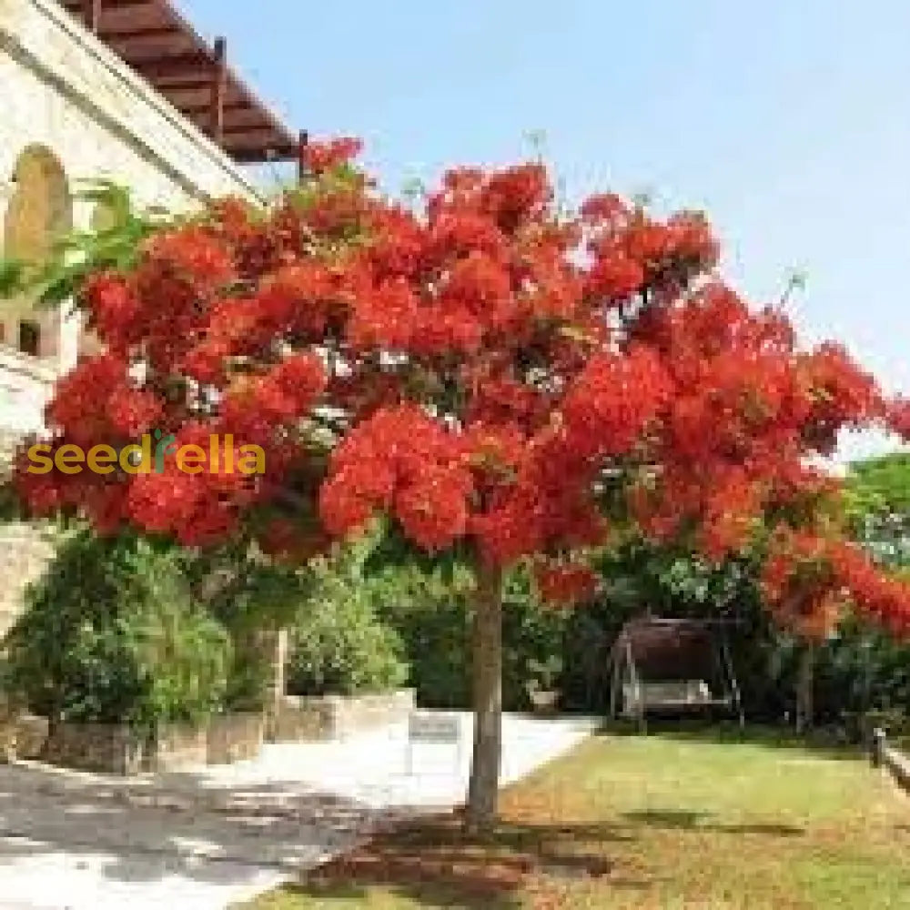 Ponciana Tree Planting Seeds Perfect For Outdoor Gardens Plant Seeds