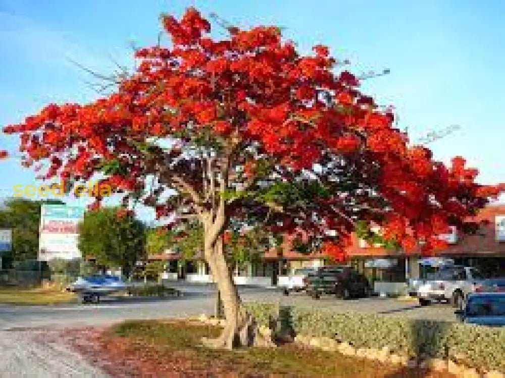 Ponciana Tree Planting Seeds Perfect For Outdoor Gardens Plant Seeds